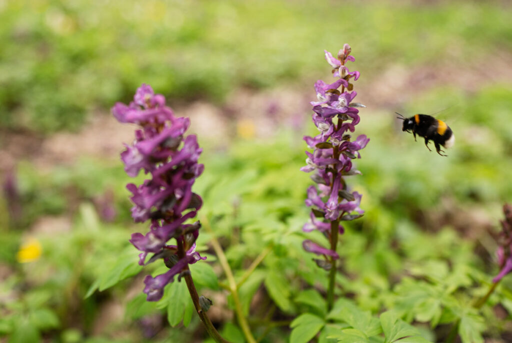 Kingsthorne Green-Wing Orchid