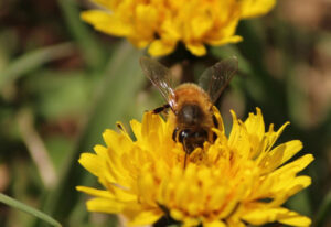 Kingsthorne Bees