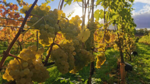 Kingsthorne-gloucestershire-english-wine-estate-autumn-harvest