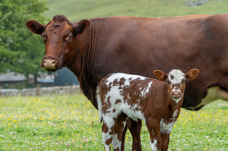 cattle